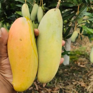 ব্যানানা আম (10 কেজি)