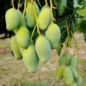 আম্রুপালী আম (10 কেজি)